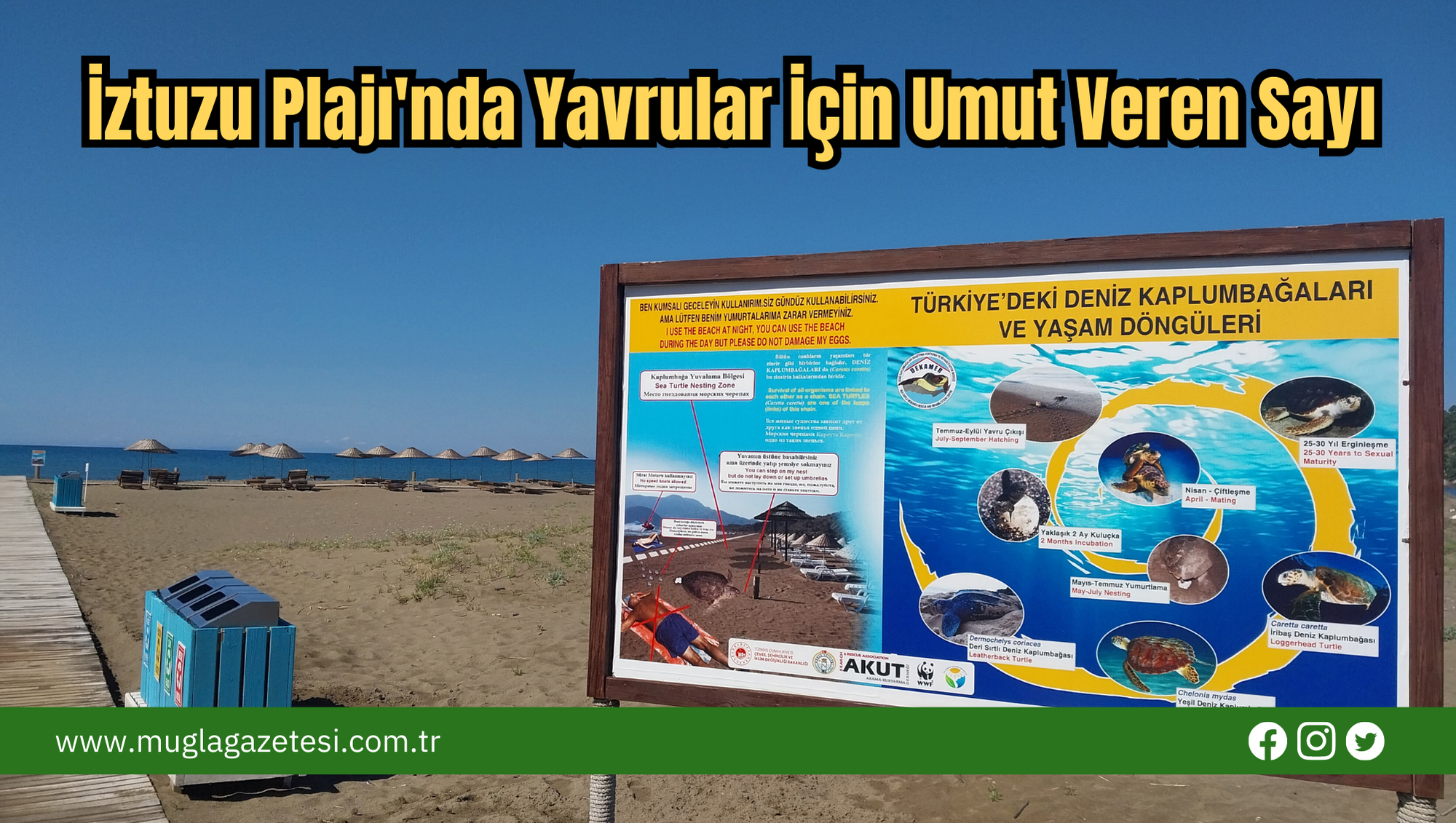 İztuzu Plajı'nda Yavrular İçin Umut Veren Sayı