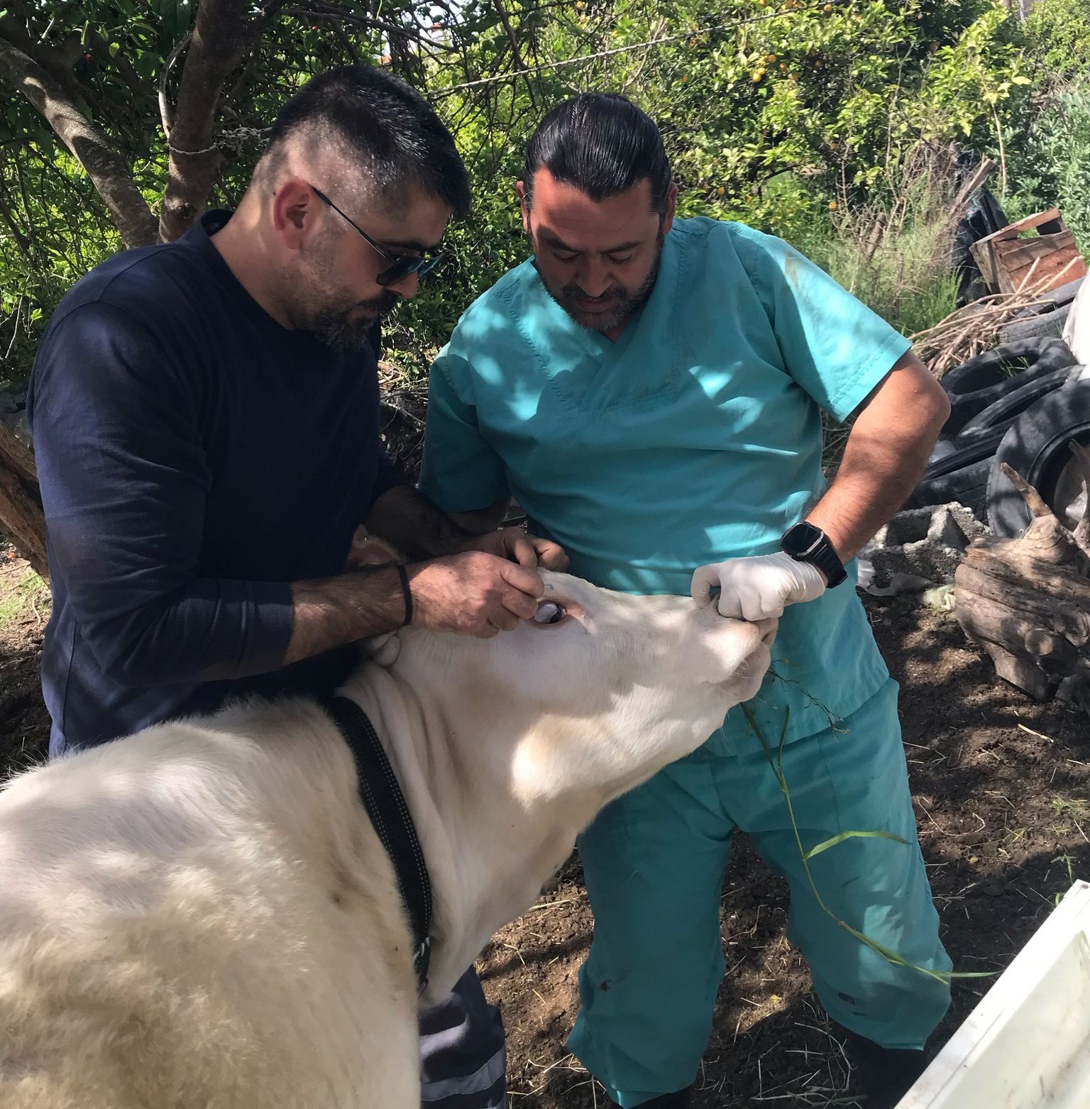 Ortaca’da Brucella Önlemi: Dişi Sığırlar Aşılandı