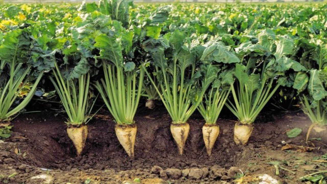 “Şeker fabrikaları Cumhuriyet’in kaleleridir”