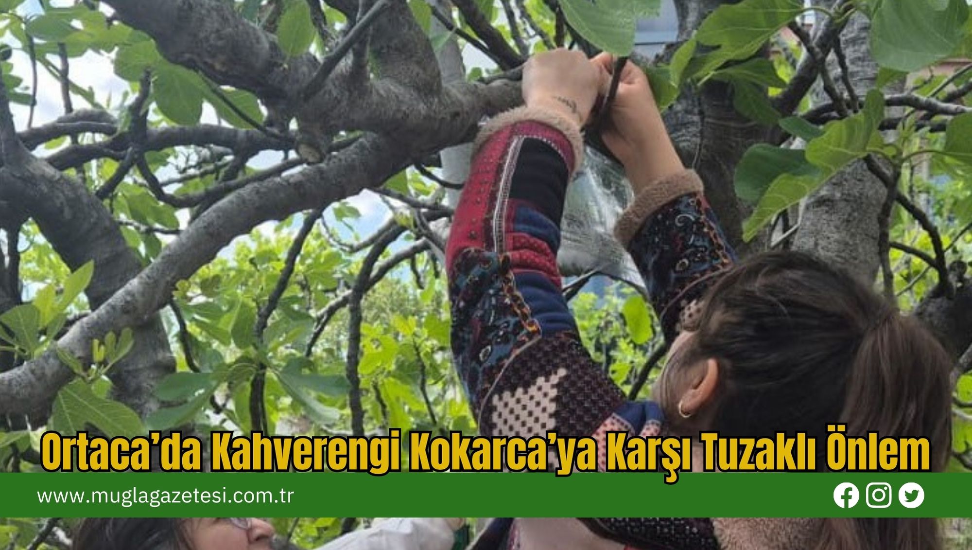 Ortaca’da Kahverengi Kokarca’ya Karşı Tuzaklı Önlem