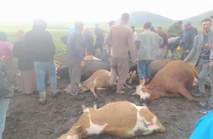Yıldırımın Vurduğu Sürüde Acı Kayıp