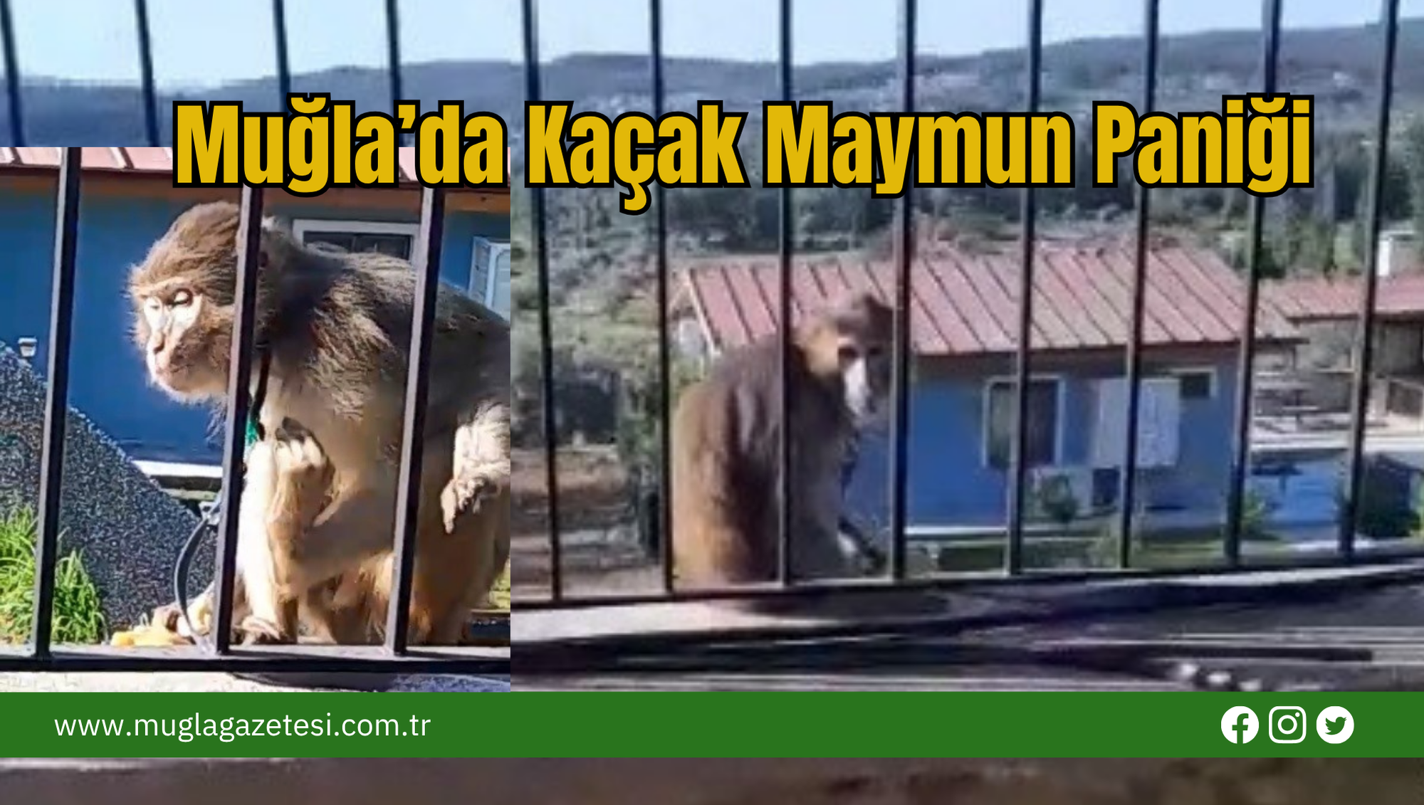 Muğla’da Kaçak Maymun Paniği