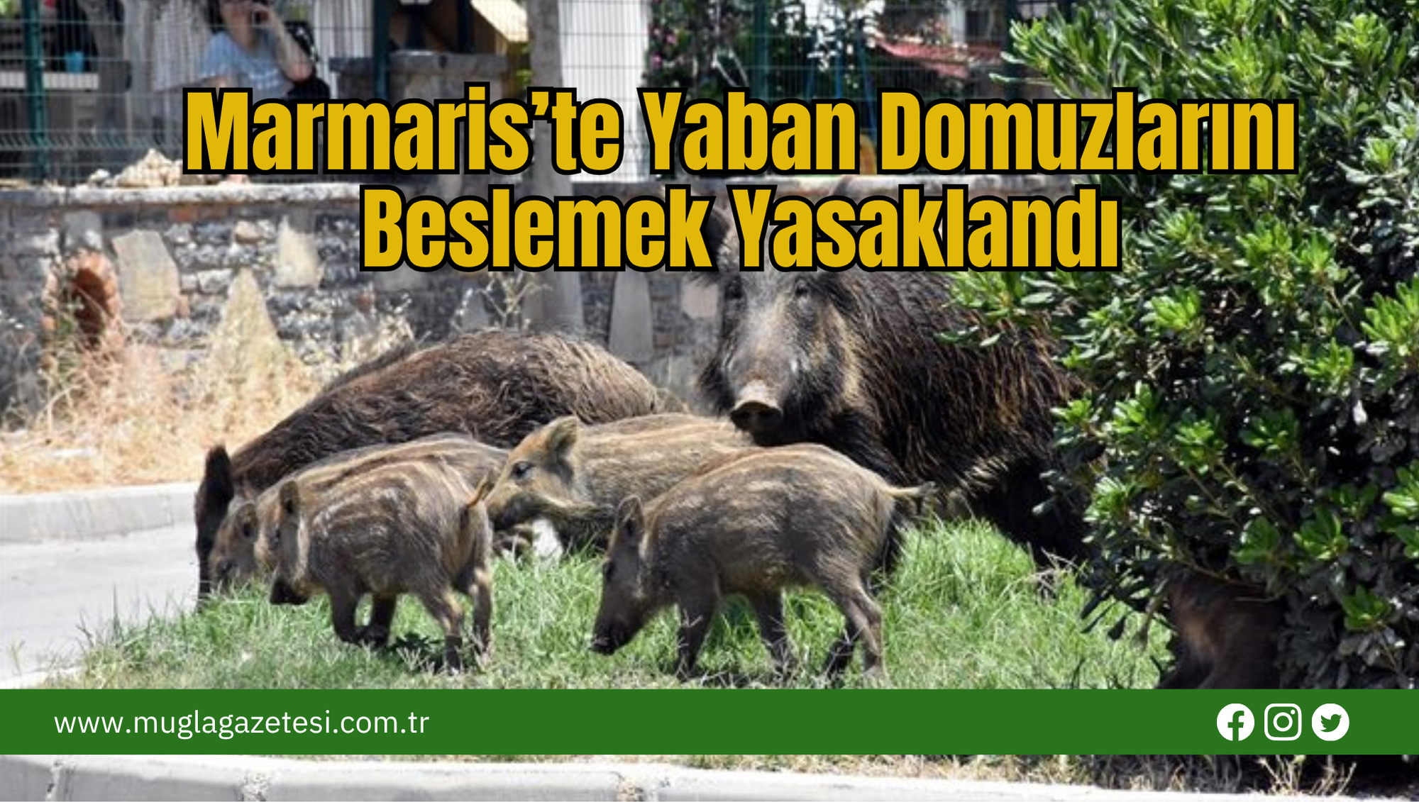 Marmaris’te Yaban Domuzlarını Beslemek Yasaklandı