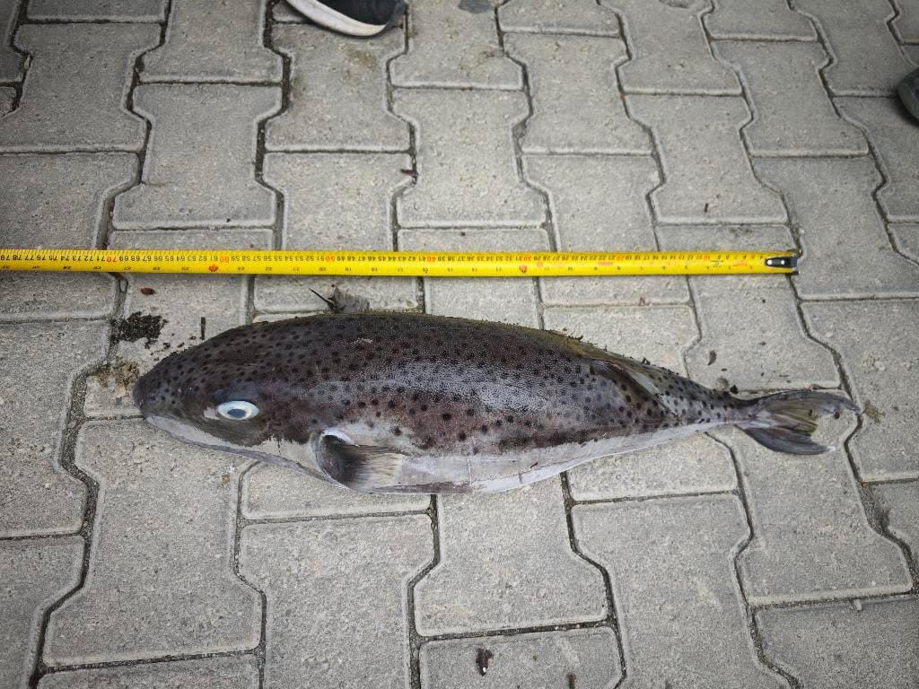 Datça’da Dev Balon Balığı Kıyıya Vurdu! Uzunluğu Şok Etti