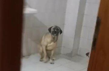 12 Köpekli Ev! Mahalleli Şokta