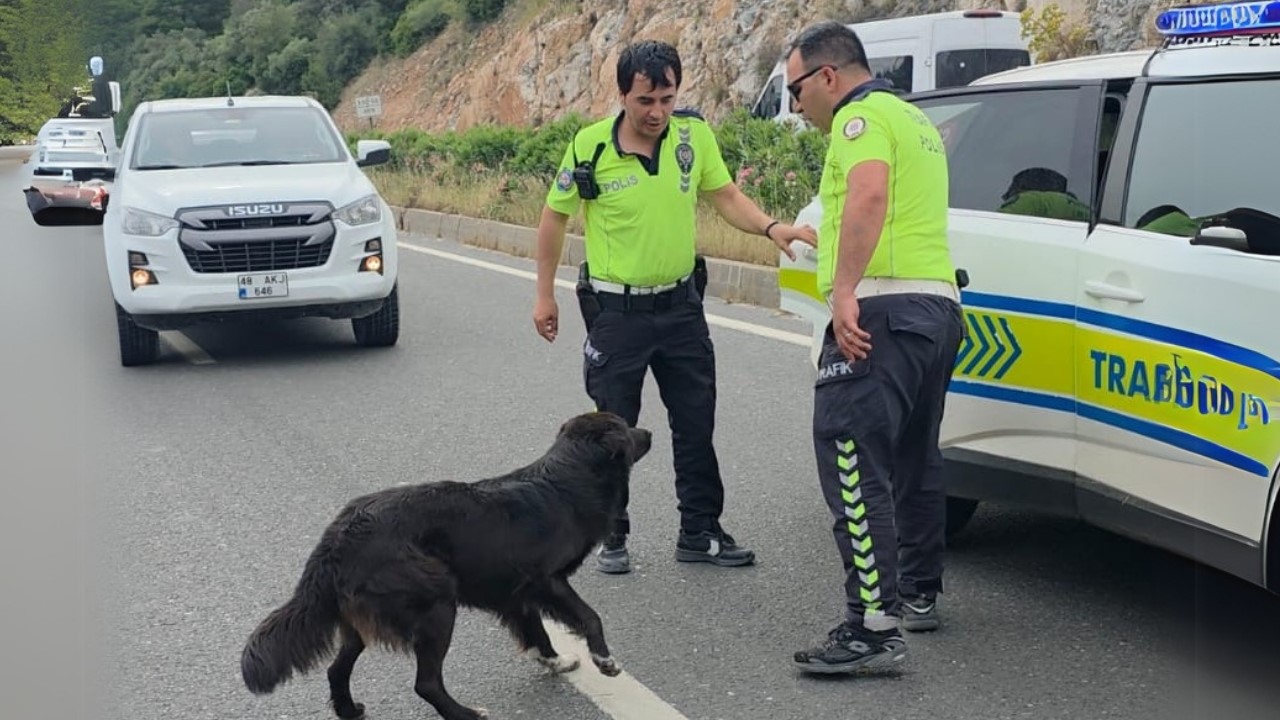 Milas'ta Zincirleme Kaza: Polislerin Sokak Köpeğine Duyarlılığı Takdir Topladı