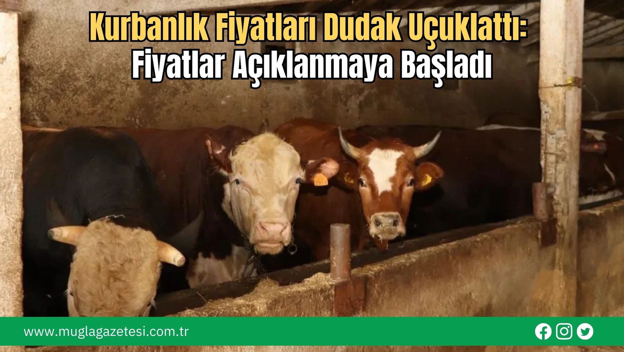 Kurbanlık Fiyatları Dudak Uçuklattı: Fiyatlar Açıklanmaya Başladı