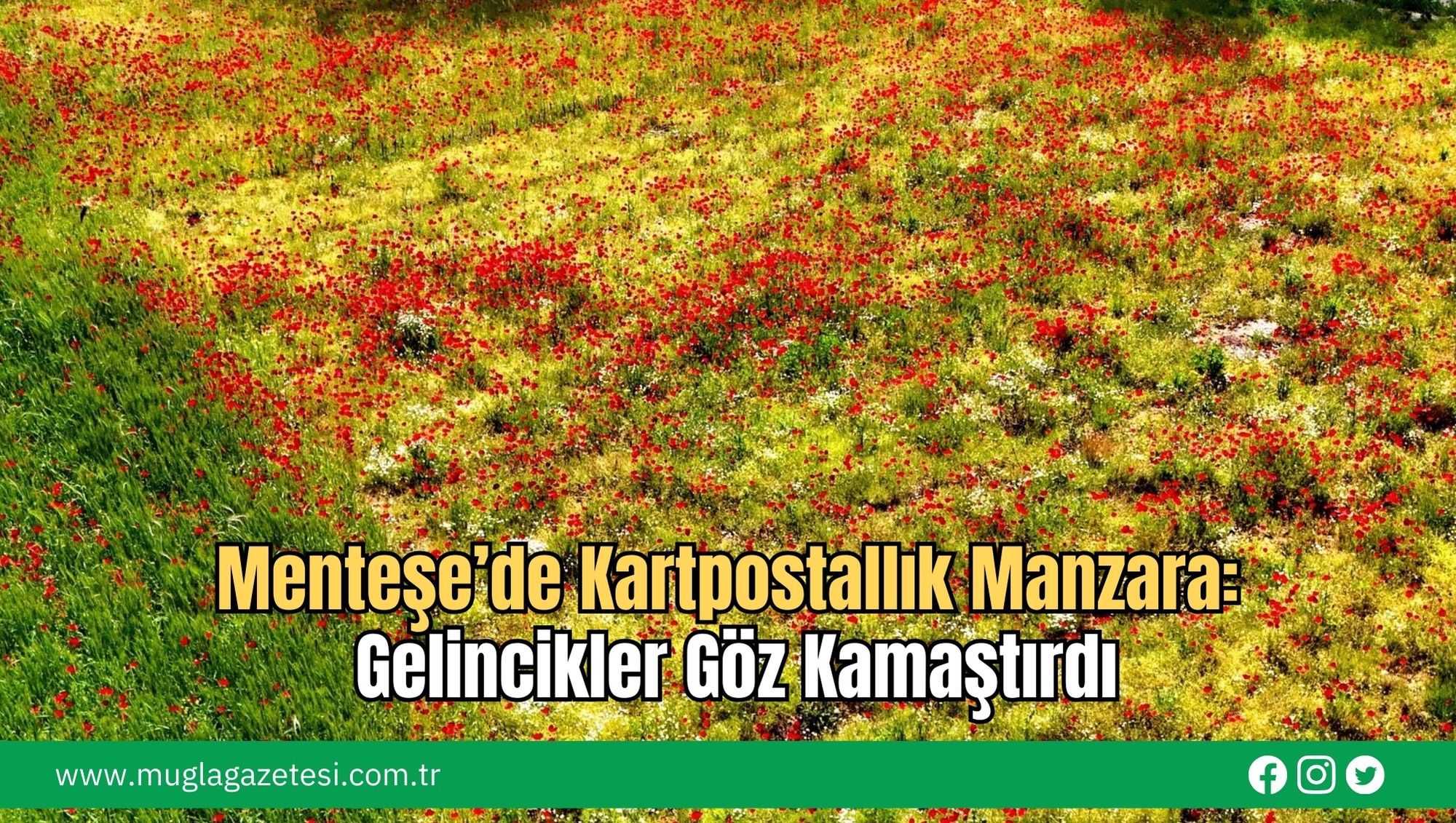 Menteşe’de Kartpostallık Manzara: Gelincikler Göz Kamaştırdı