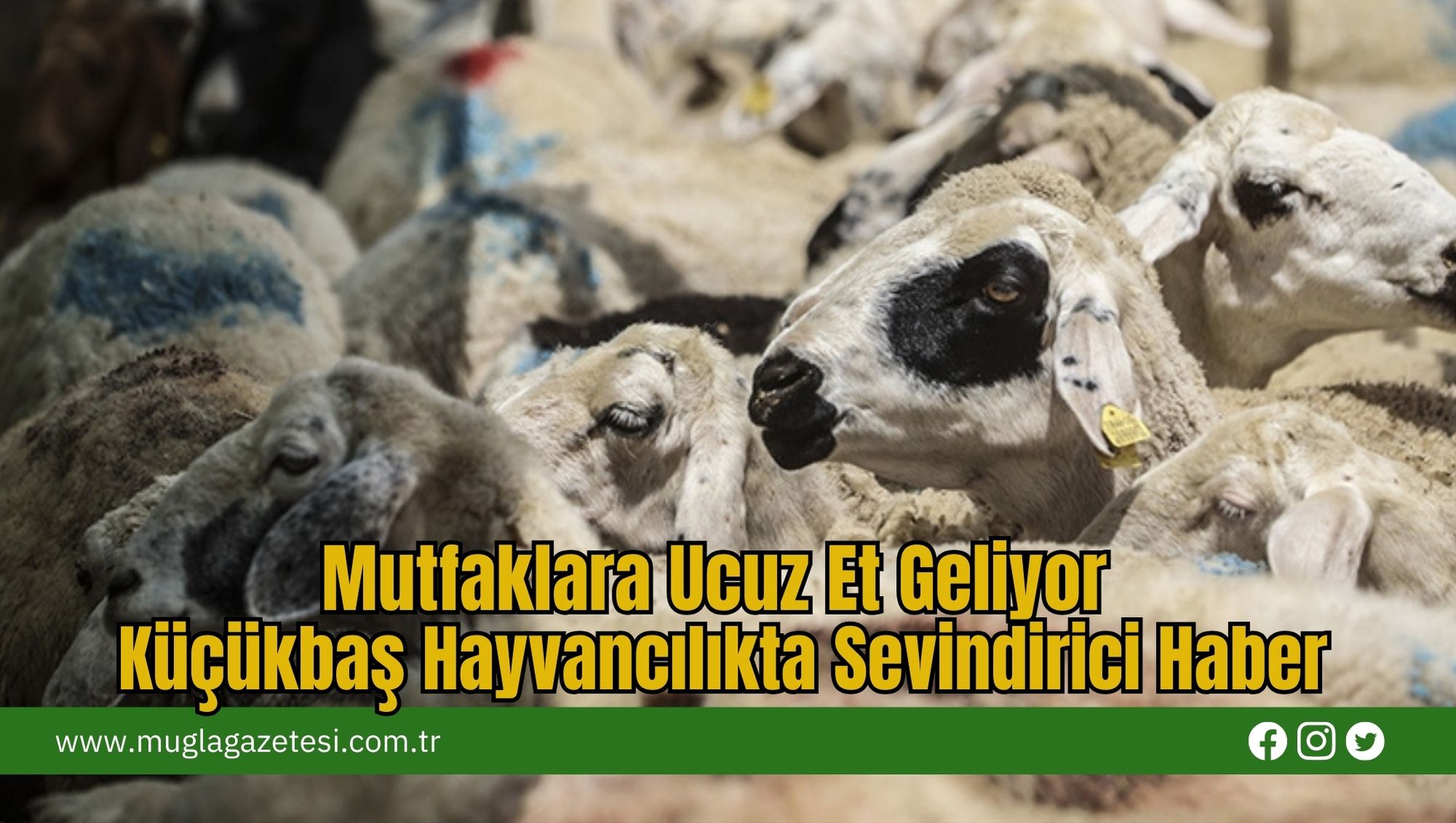 Mutfaklara Ucuz Et Geliyor: Küçükbaş Hayvancılıkta Sevindirici Haber