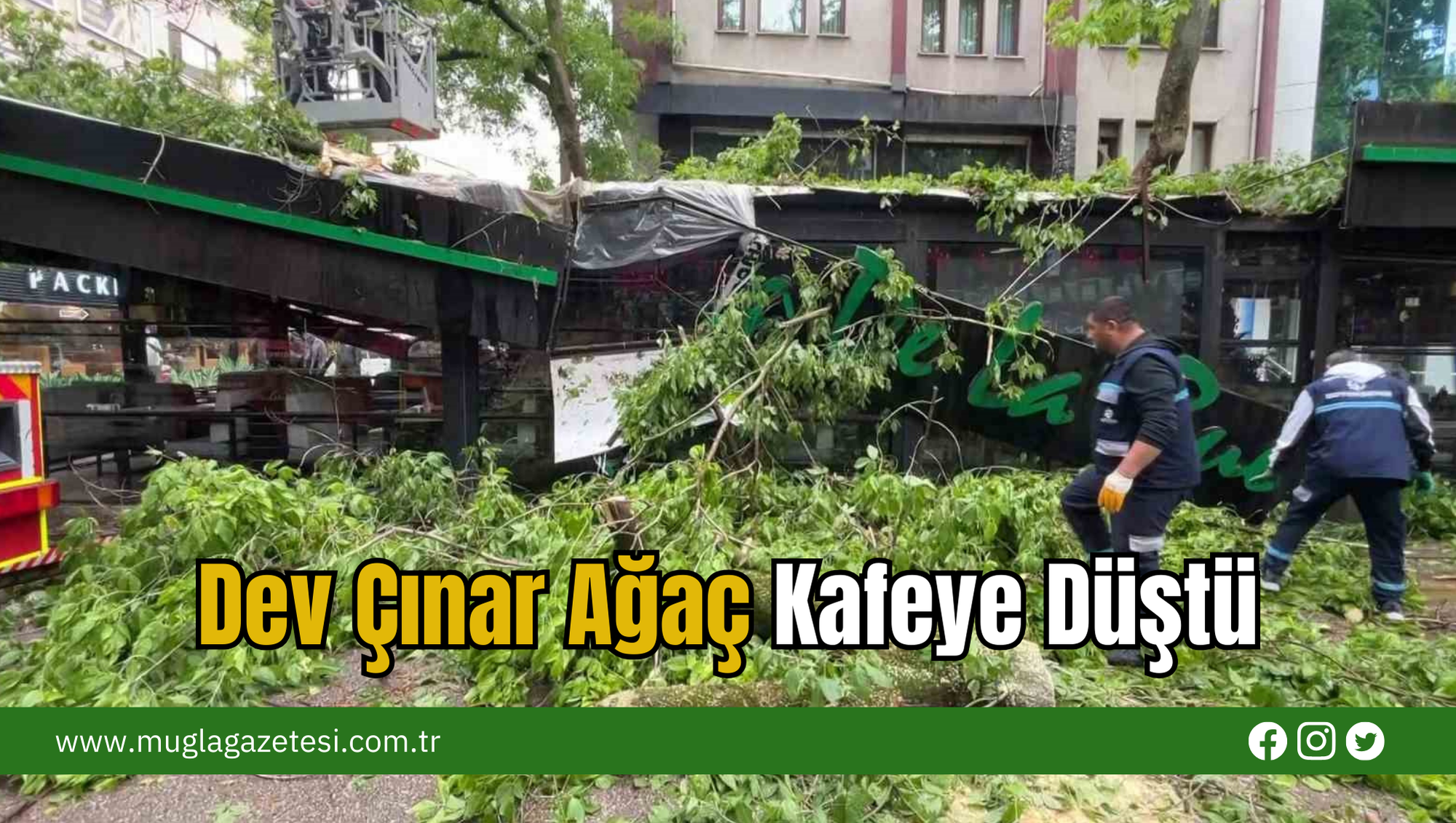 Dev Çınar Ağaç Kafeye Düştü