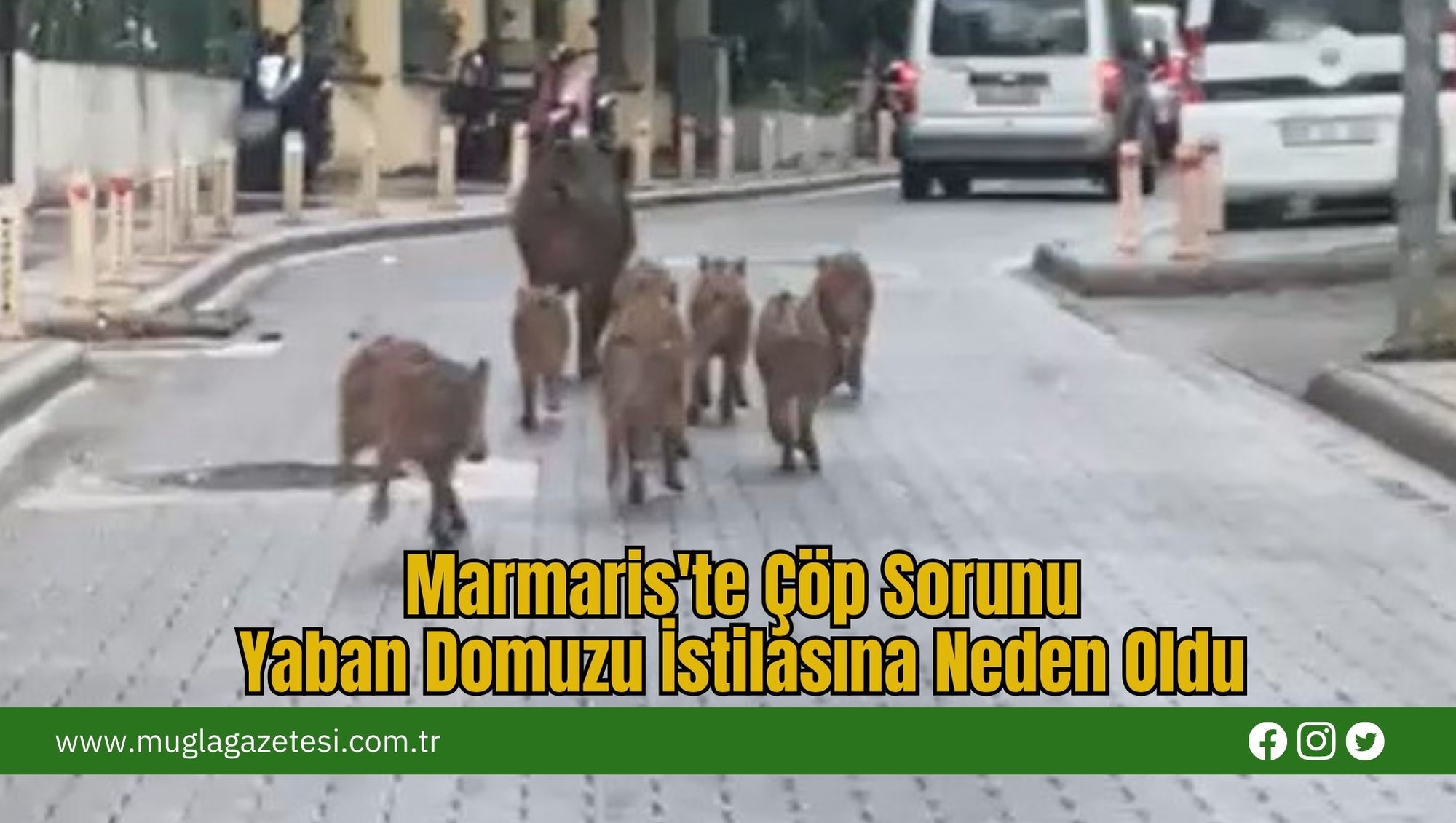Marmaris'te Çöp Sorunu Yaban Domuzu İstilasına Neden Oldu