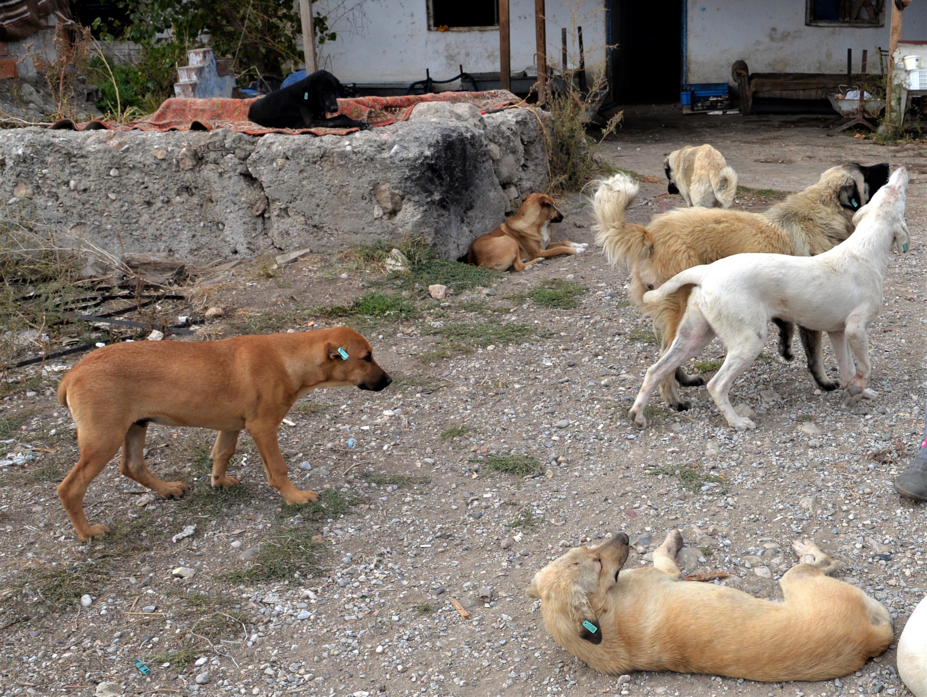 Muğla'da Köpeklerin Saldırısına Uğrayan Çocukla İlgili Önemli Gelişme