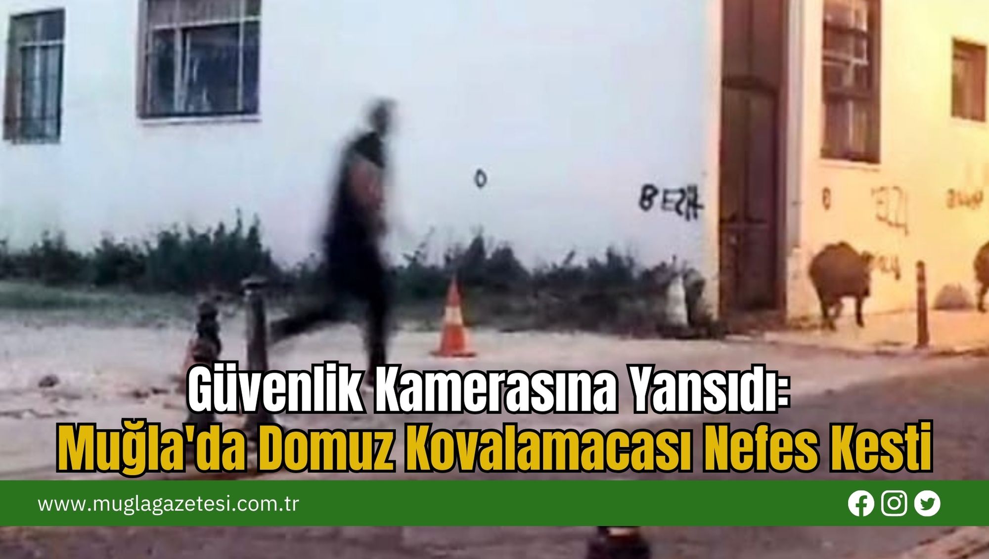 Güvenlik Kamerasına Yansıdı: Muğla'da Domuz Kovalamacası Nefes Kesti