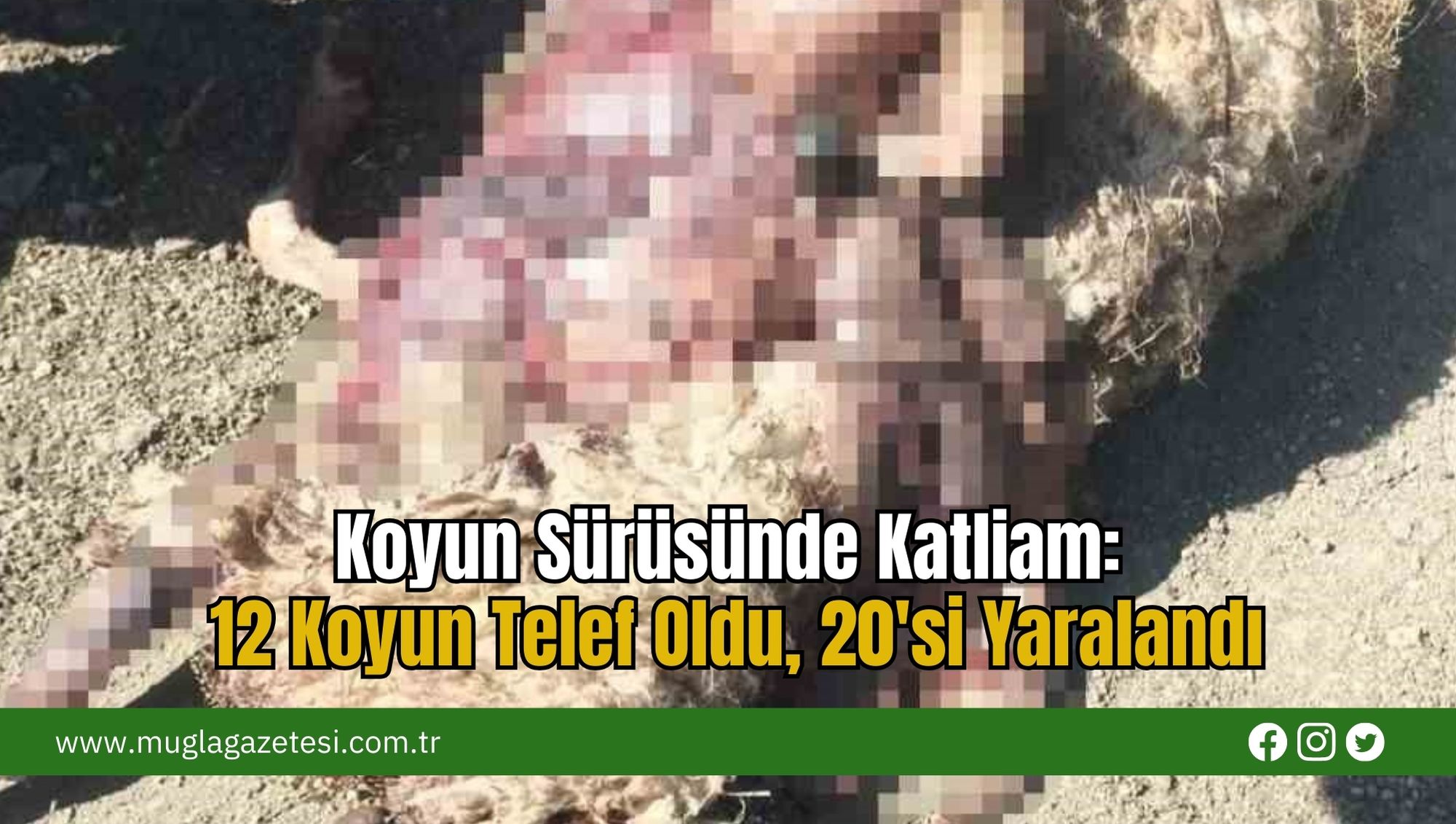 Koyun Sürüsünde Katliam: 12 Koyun Telef Oldu, 20'si Yaralandı
