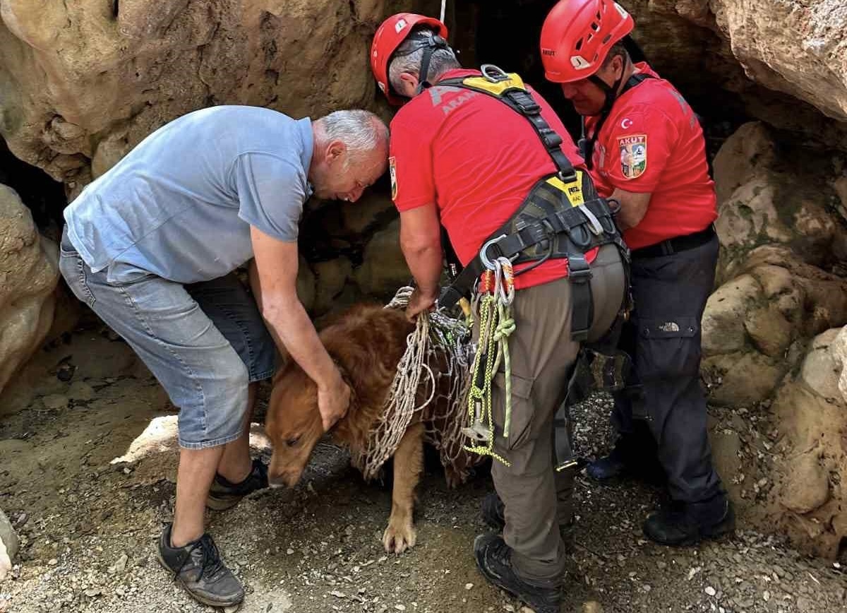 Fethiye’de Kayıp Köpek Ateş, AKUT’un Müdahalesiyle Hayata Tutundu