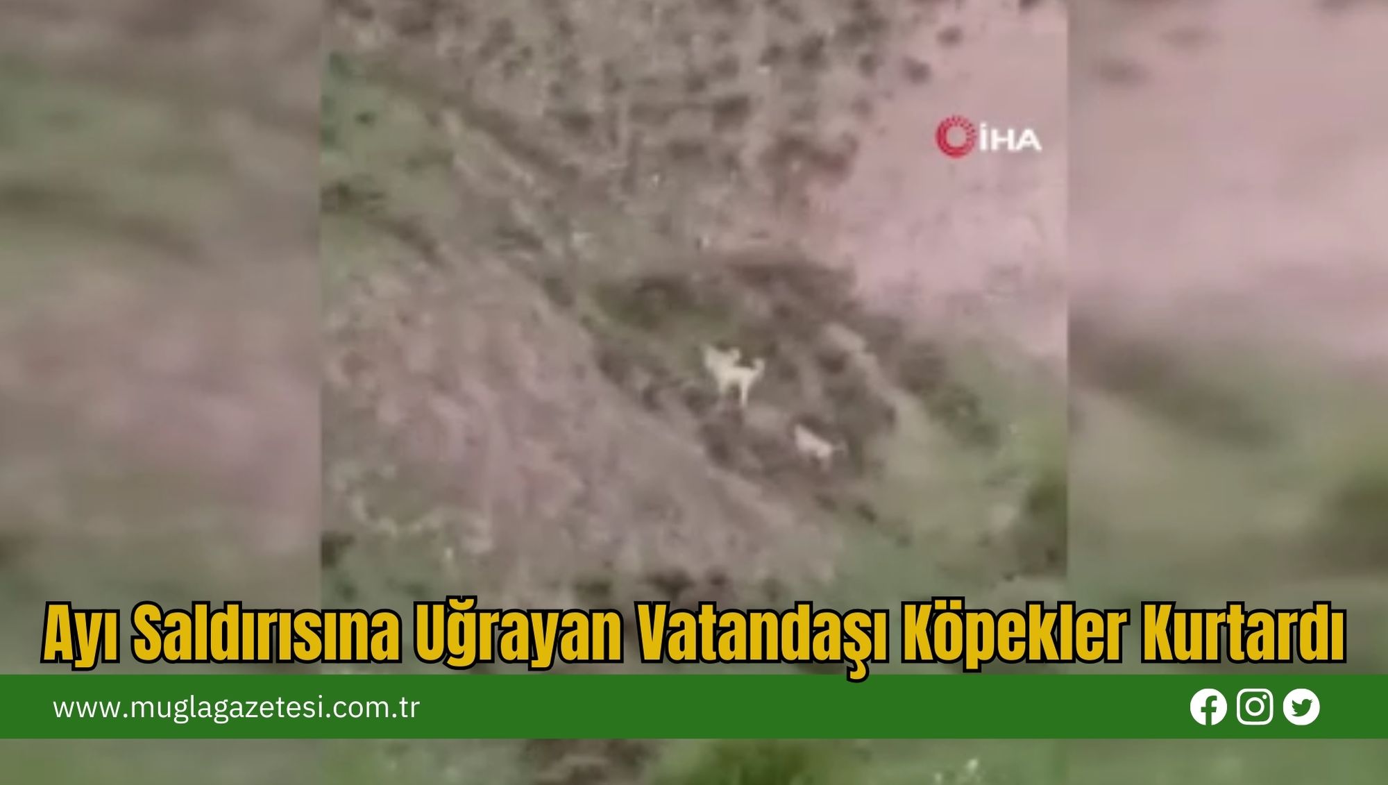 Ayı Saldırısına Uğrayan Vatandaşı Köpekler Kurtardı