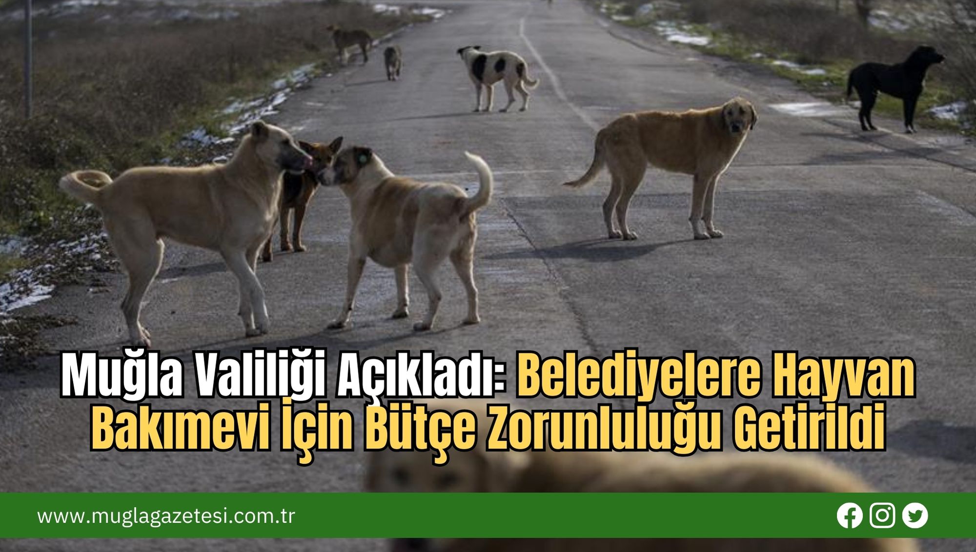 Muğla Valiliği Açıkladı: Belediyelere Hayvan Bakımevi İçin Bütçe Zorunluluğu Getirildi