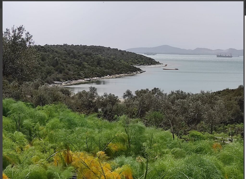 Milas Yakamoz Marina Projesine Bir İptal Daha: ÇED Raporu Yine Hukuksuz Bulundu