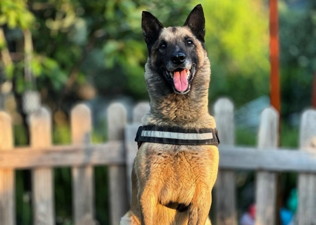 Kuşadası’nın Kahraman Köpeği ‘Bob’ Hayatını Kaybetti