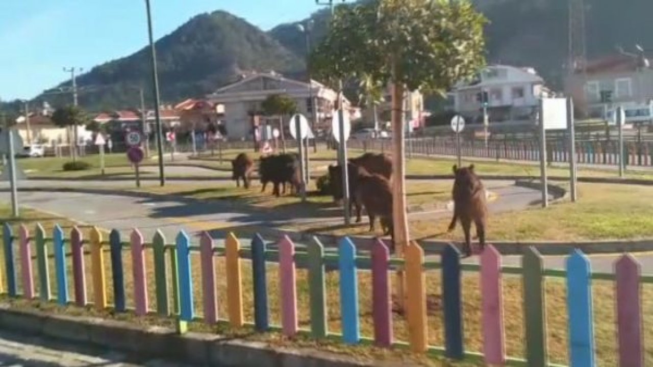 Aç kalan domuzlar şehre indi