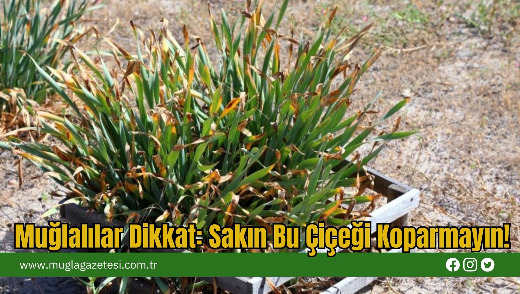 Muğlalılar Dikkat: Sakın Bu Çiçeği Koparmayın!