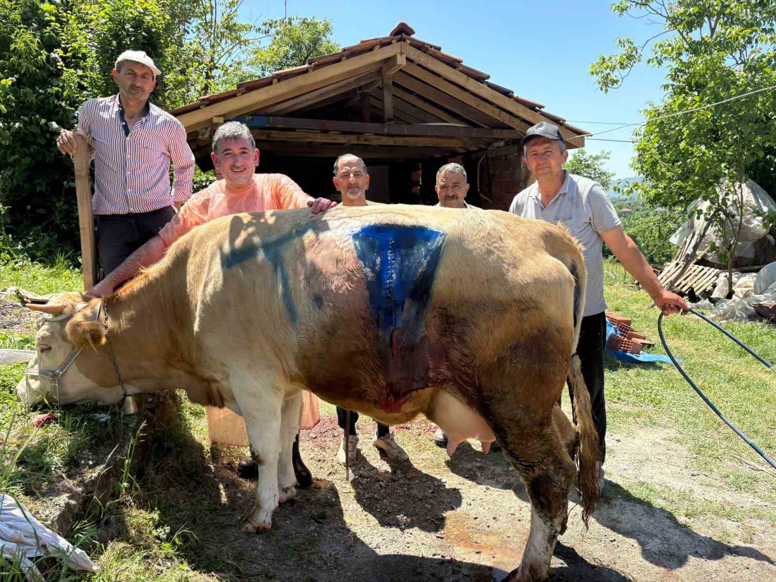 Veterinerleri Şaşırtan Doğum: Çift Başlı Buzağı Doğdu