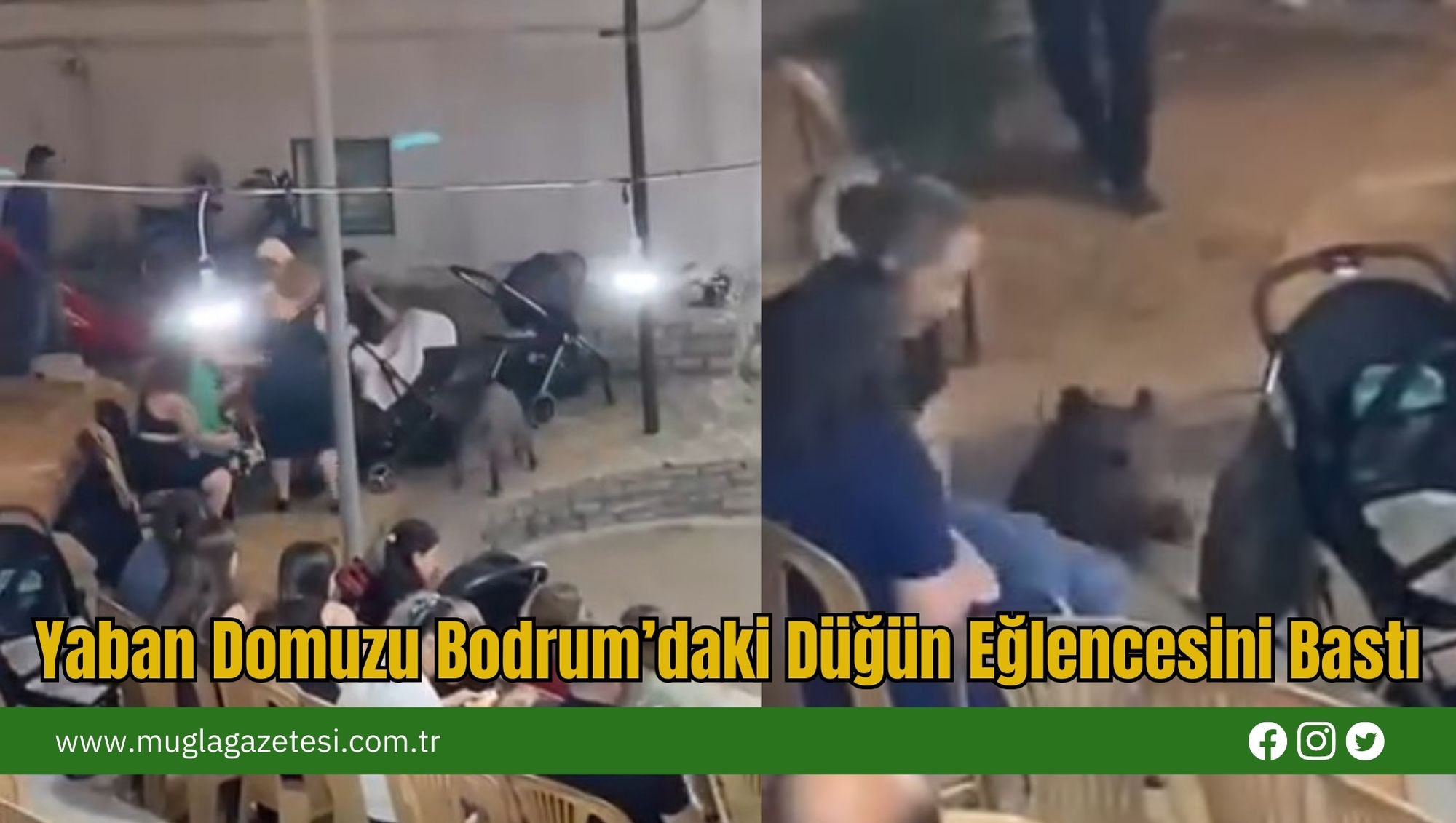 Yaban Domuzu Bodrum’daki Düğün Eğlencesini Bastı
