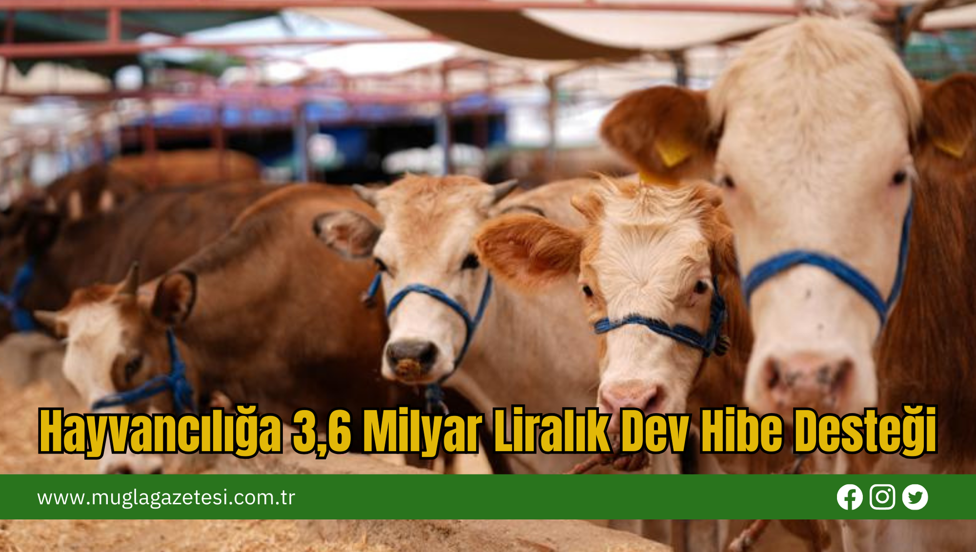 Hayvancılığa 3,6 Milyar Liralık Dev Hibe Desteği