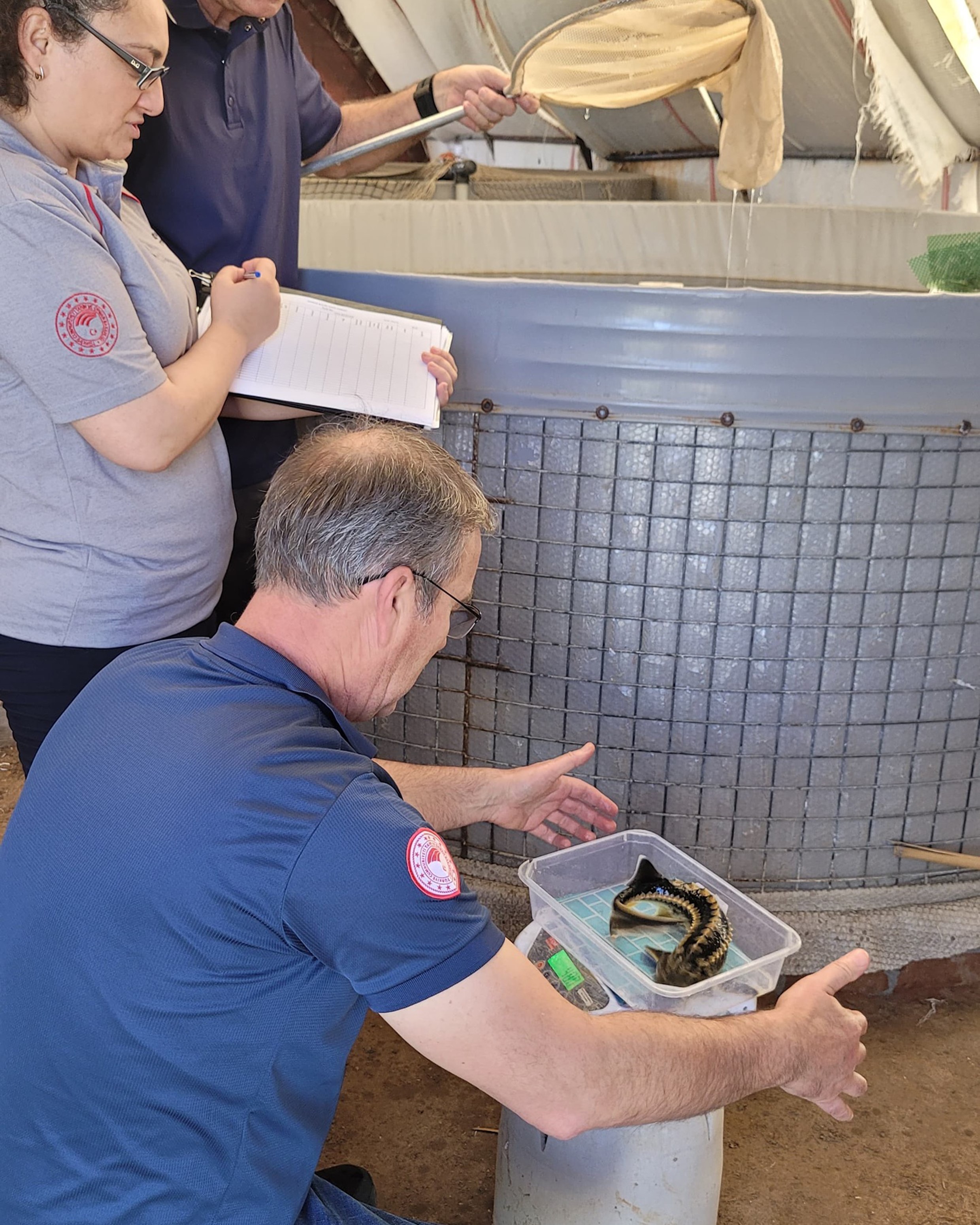 Milas’ta Bir İlk: Toprak Havuzlarda Mersin Balığı Üretimi Başladı