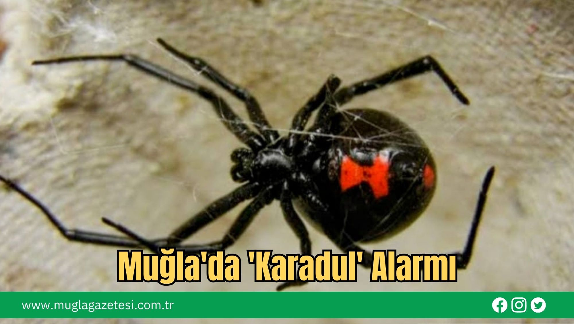 Muğla'da 'Karadul' Alarmı