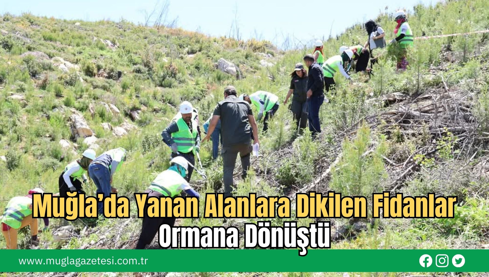 Muğla’da Yanan Alanlara Dikilen Fidanlar Ormana Dönüştü