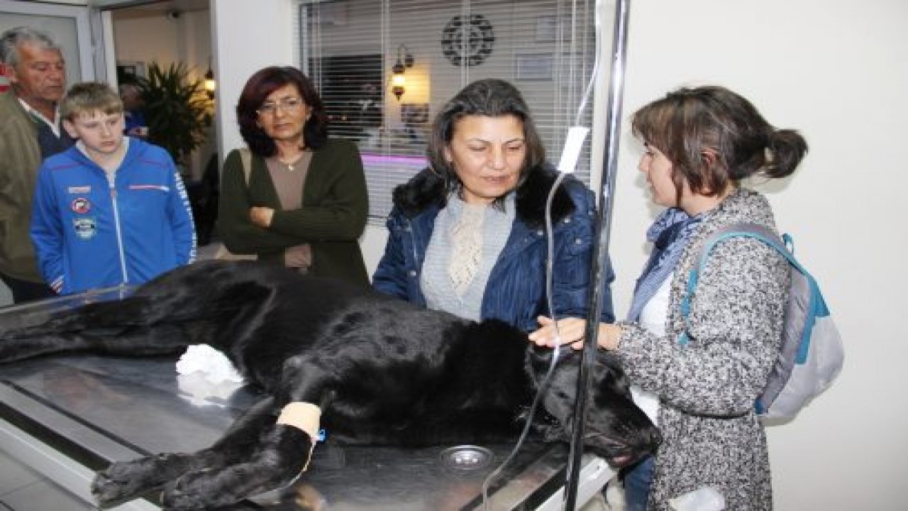 Bodrum’da köpek katliamı