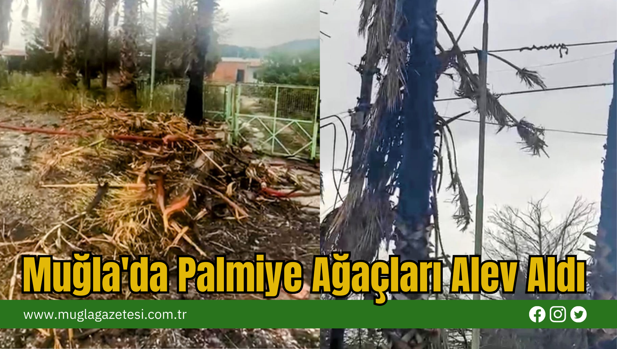 Muğla'da Palmiye Ağaçları Alev Aldı