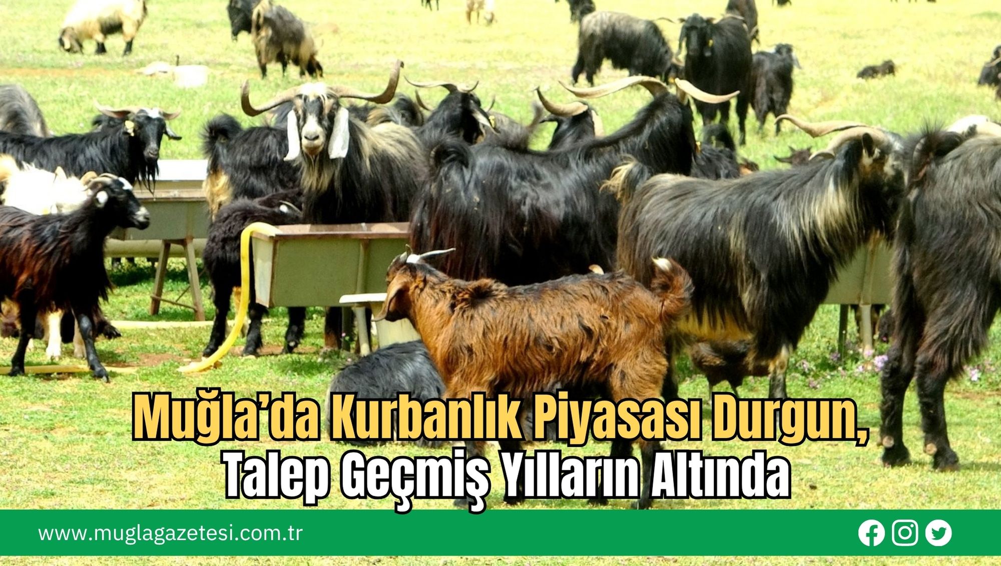 Muğla’da Kurbanlık Piyasası Durgun, Talep Geçmiş Yılların Altında