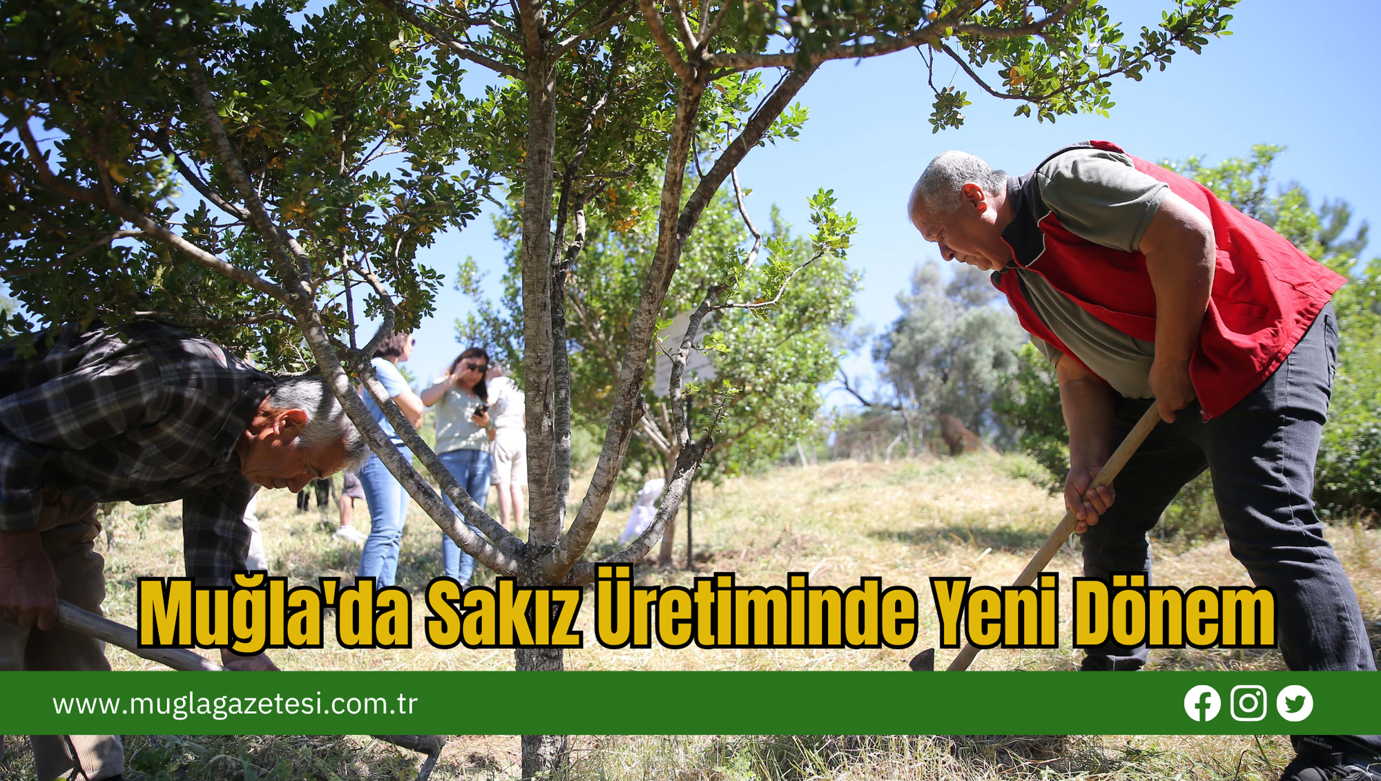 Muğla'da Sakız Üretiminde Yeni Dönem