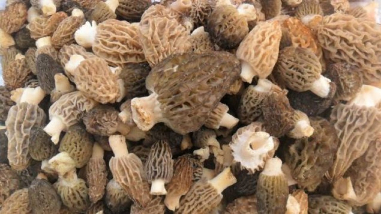 Kuzu göbeği etle yarışıyor