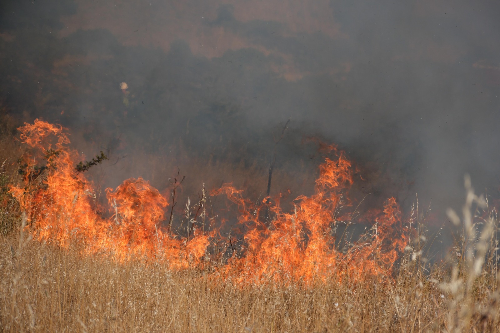 Bodrum’da Otluk Alanda Çıkan Yangın 5 Dekarlık Araziyi Küle Çevirdi