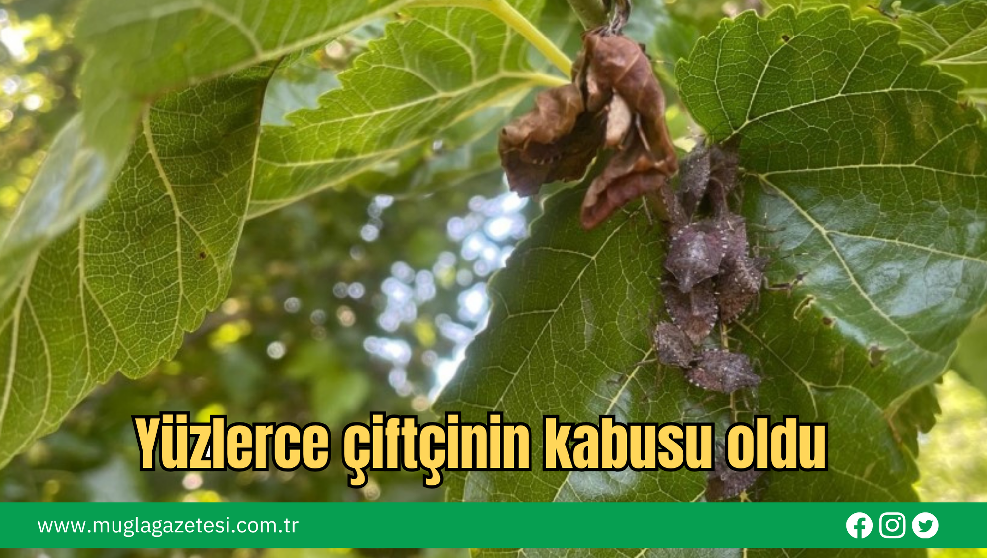 Yüzlerce Çiftçinin Kabusu Oldu