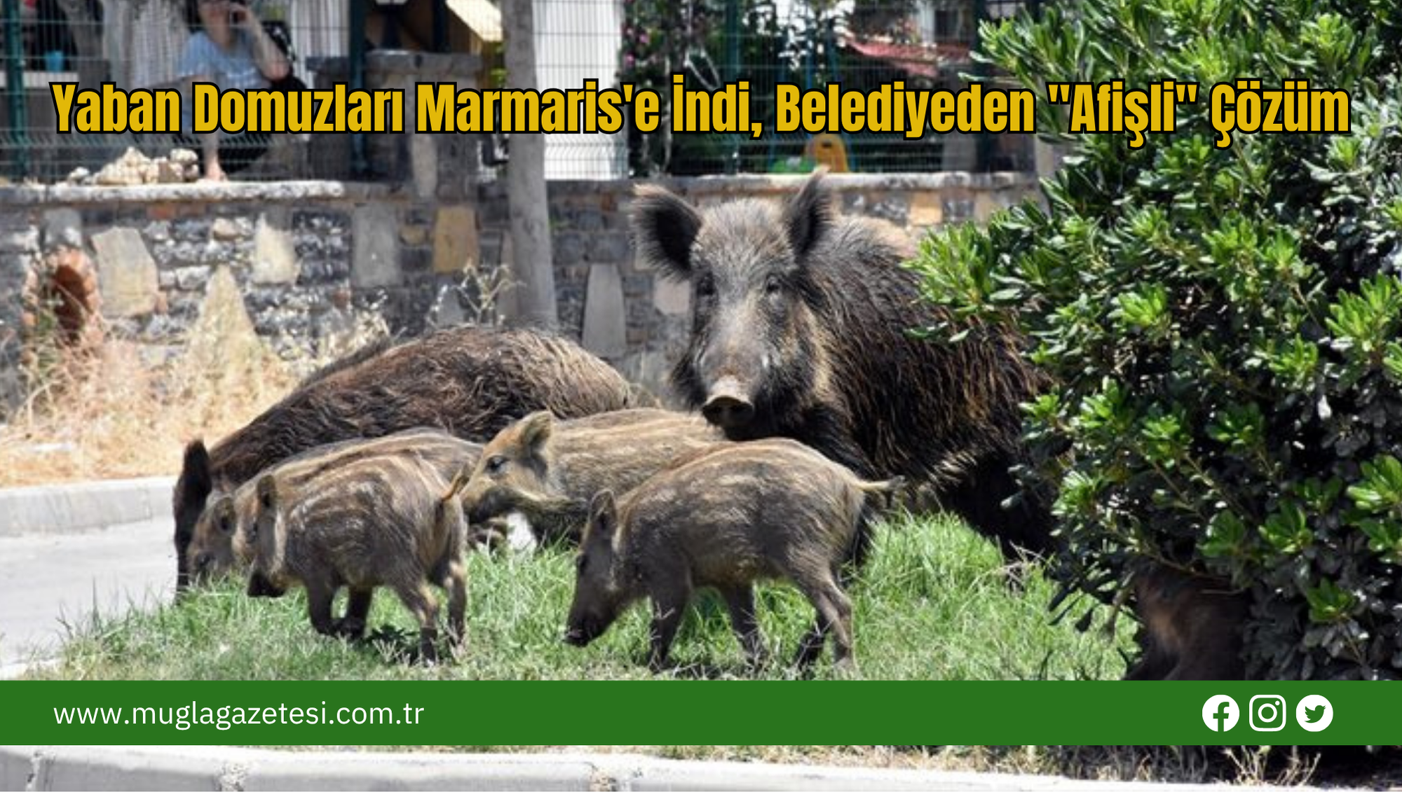 Yaban Domuzları Marmaris'e İndi, Belediyeden 