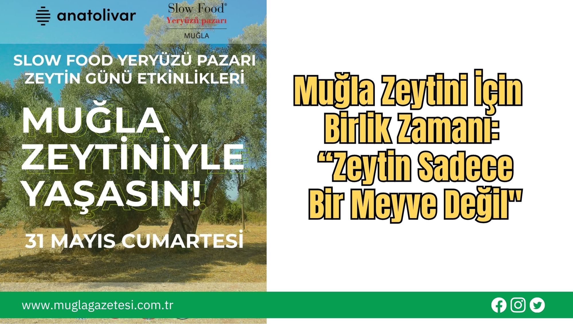Muğla Zeytini İçin Birlik Zamanı: “Zeytin Sadece Bir Meyve Değil