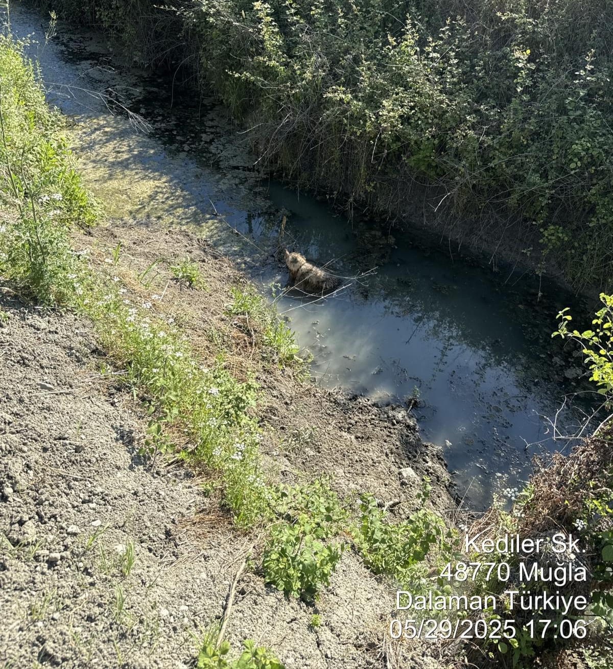 Dalaman'da Sulama Kanalına Düşen Köpek İtfaiye Ekiplerince Kurtarıldı