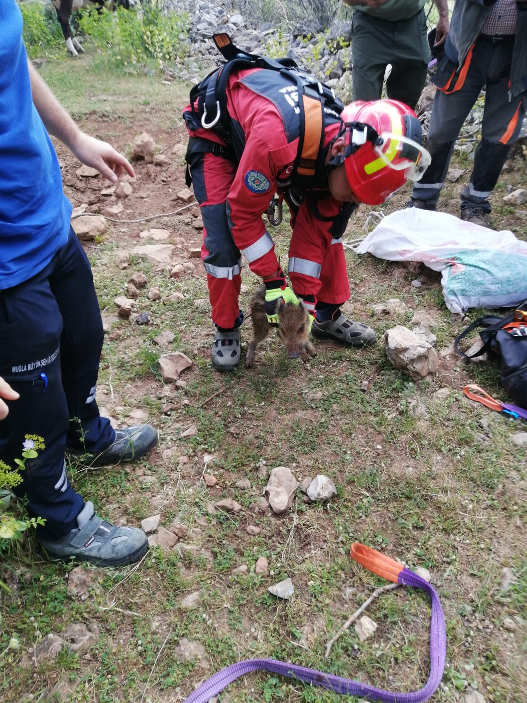 Menteşe'de Yavru Domuz Kurtarma Operasyonu