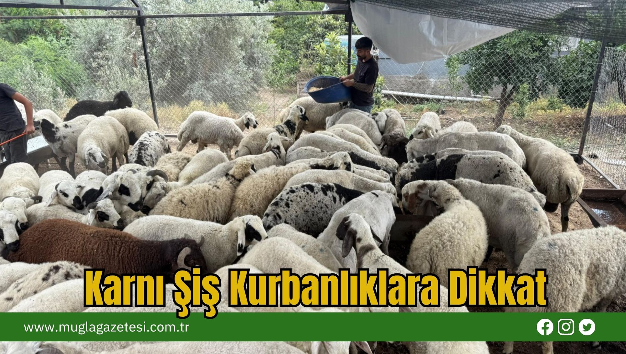 Karnı Şiş Kurbanlıklara Dikkat