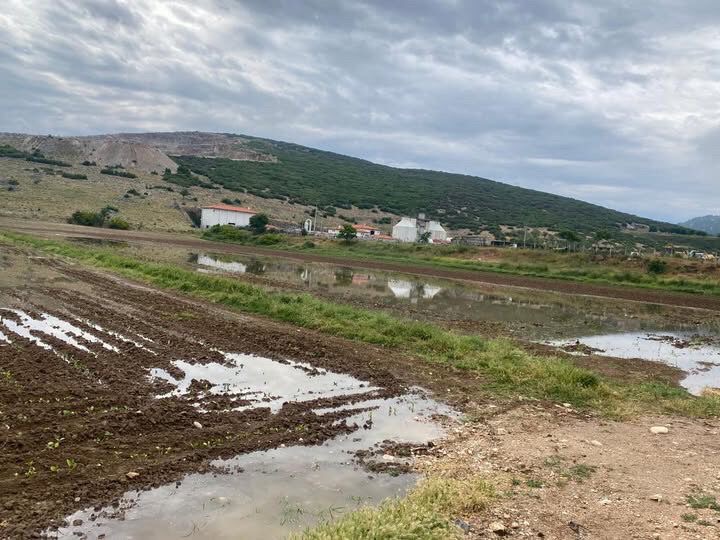 Menteşe’de Sağanak Üreticiyi Vurdu: Tütün Fideleri Çamura Gömüldü