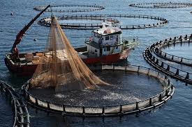 Bodrum’un Koylarındaki Balık Çiftliklerine Tepki