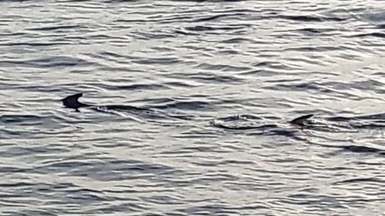 Balıkçıların 'köpek balığı' şaşkınlığı