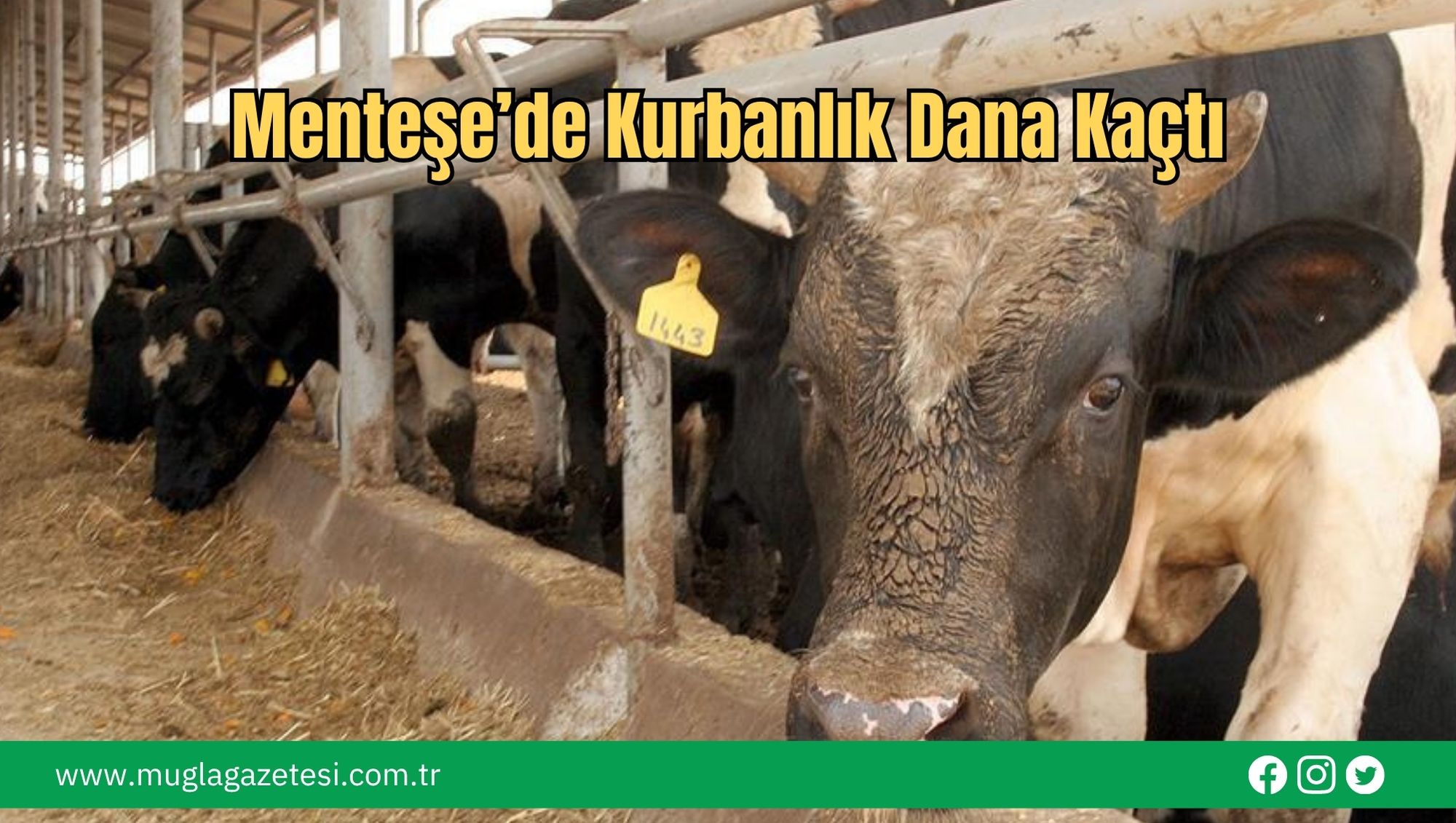 Menteşe’de Kurbanlık Dana Kaçtı