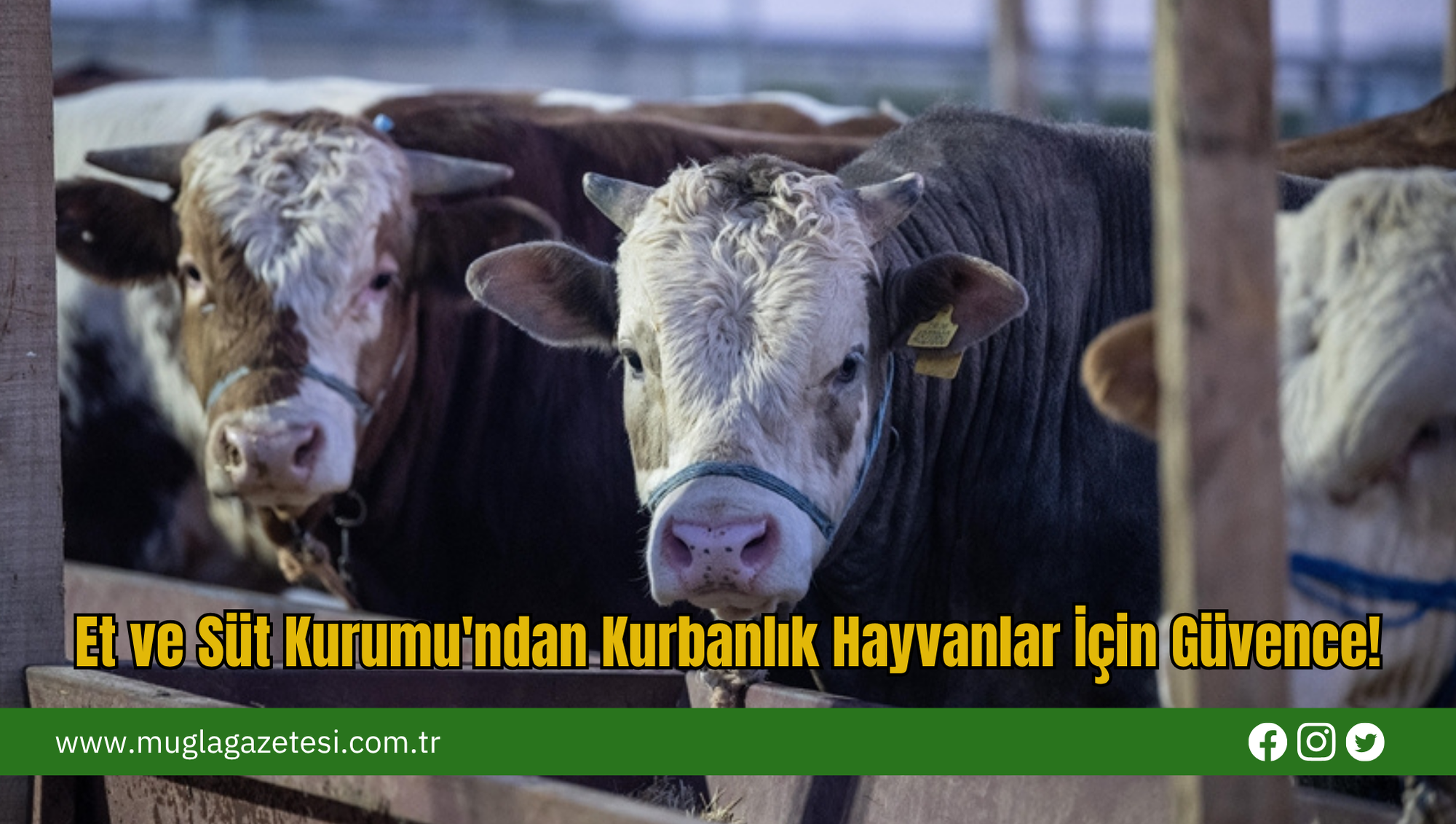 Et ve Süt Kurumu'ndan Kurbanlık Hayvanlar İçin Güvence!
