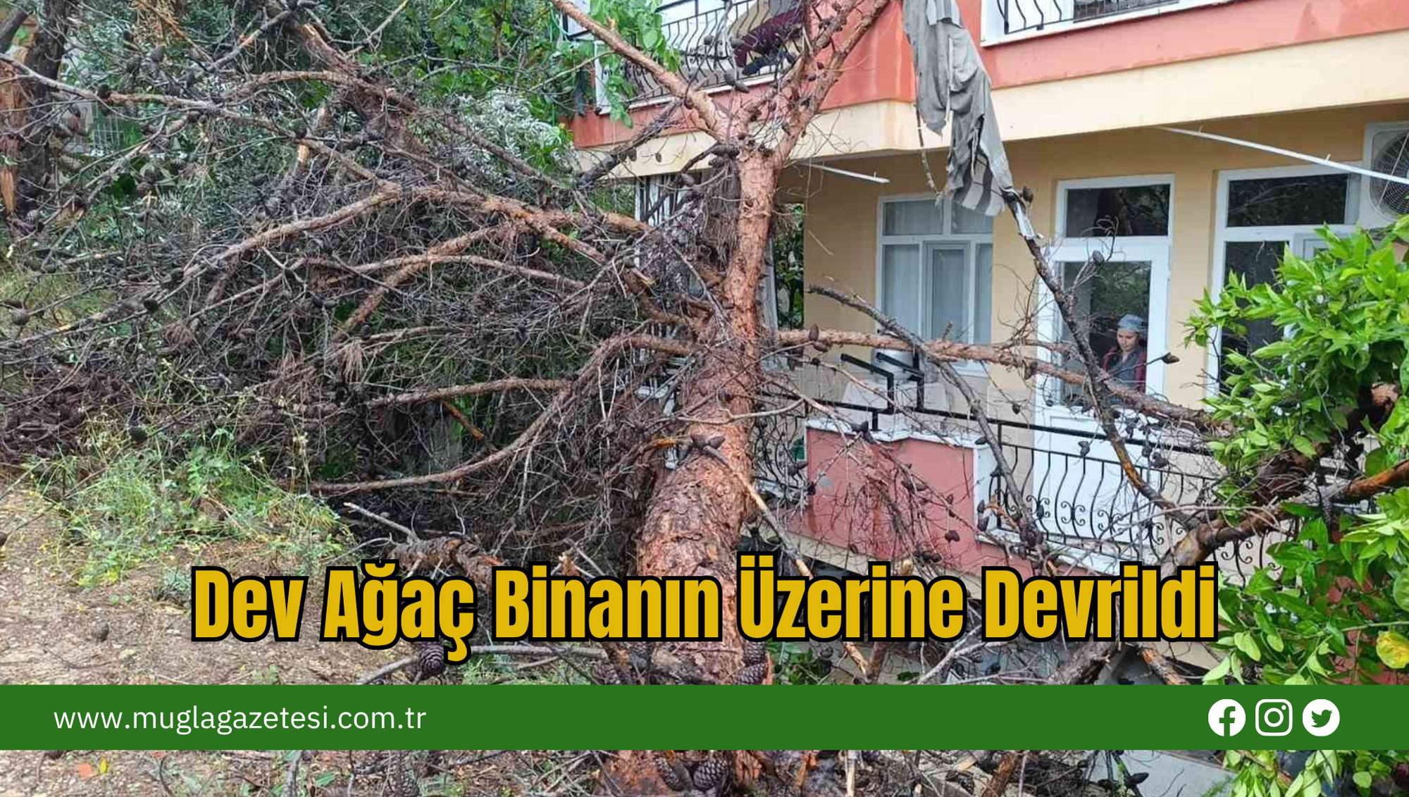 Dev Ağaç Binanın Üzerine Devrildi