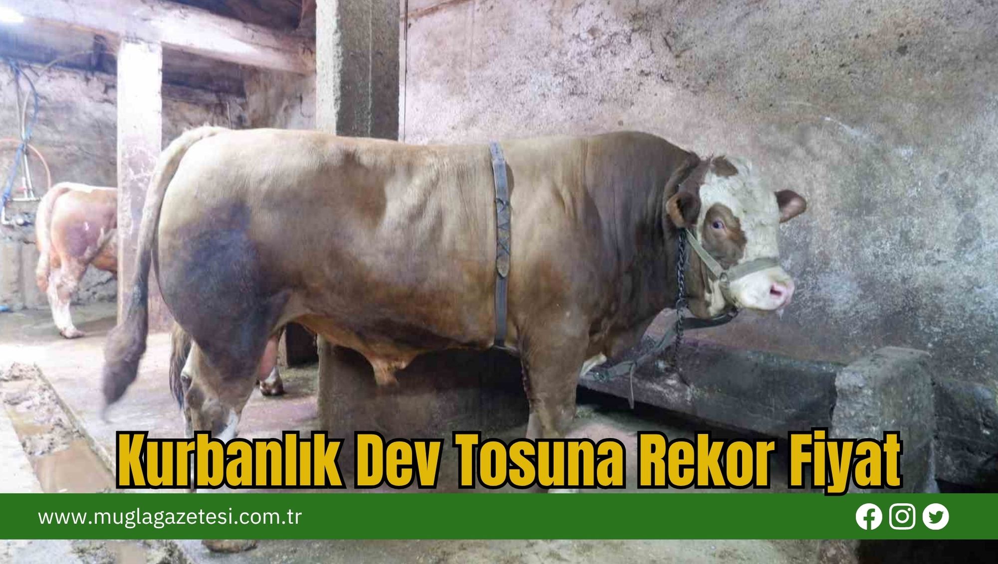 Kurbanlık Dev Tosuna Rekor Fiyat